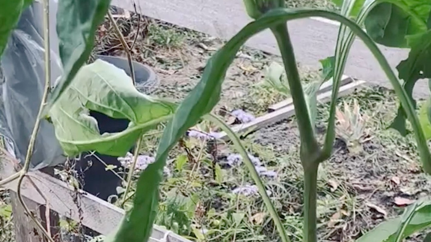 If you like the general idea of finding unexpected wildlife passing through your garden, you may want to consider beginning the process of rewilding.